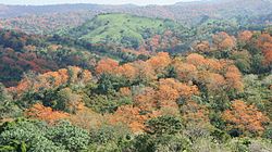 African tulip trees in Dominican Republic, Espaillat province