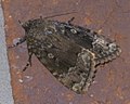 Amphipyra pyramidoides