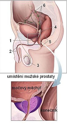 Umístění prostaty: 1. prostata, 2. močová trubice, 3. varle, 4. semenný váček, 5. konečník, 6. mízní uzliny