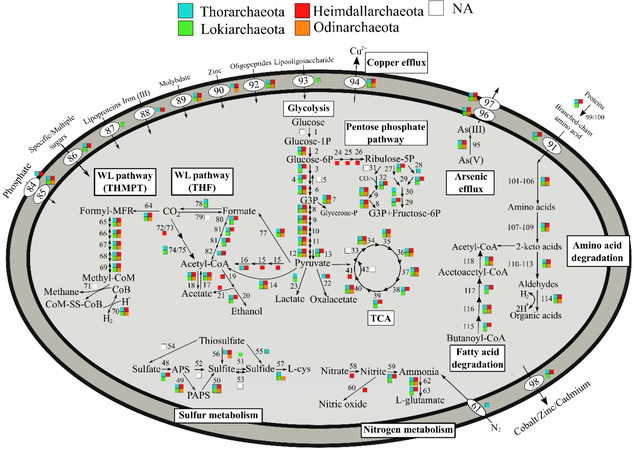 Metabolic pathways of Asgard archaea, varying by phyla[23]