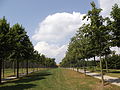 Old Avenue Steinfurter Bagno leading to the local castle in the background, used as twofold bicycle path