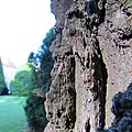 Closeup of the ridges on the bark of a street tree in Serbia