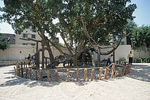 CairoVirginTree