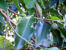 Galbulimima baccata RBG Sydney.JPG