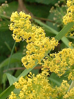 Tikrasis lipikas (Galium verum)