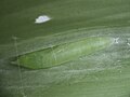 Pupa on turmeric