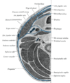 Section of the neck at about the level of the sixth cervical vertebra. Showing the arrangement of the fascia colli.