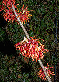 Hamamelis × intermedia 'Diane'