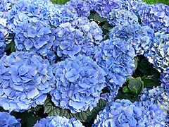 Hortensia bleu