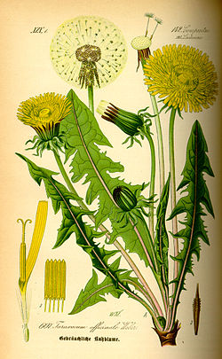 Harilik võilill Taraxacum officinale