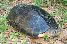 Borneose rivierschildpad