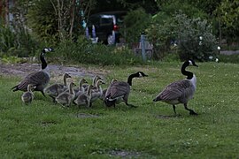 Un cas de polygamie avéré : un mâle, deux femelles et neuf oisons (en Région Parisienne). Les oisons ont environ trois semaines.