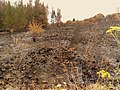 Image 37Charred shrubland in suburban Sydney (2019–20 Australian bushfires). (from Wildfire)