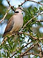 Fokföldi gerle (Streptopelia capicola)