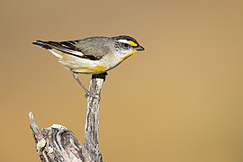 Striated Pardalote (SDG 15)