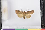 Xestia collina – Specimen