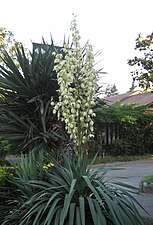 Juka (Yucca elephantipes)