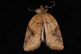 Acleris britannia