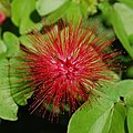 Calliandra emarginata in Key West