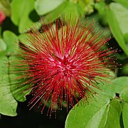 Calliandra emarginata.