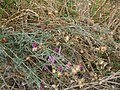 Centaurea sadleriana