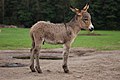 Image 5 Donkey Photograph: Lilly M A 3-week-old donkey (Equus africanus asinus), in Kadzidłowo, Poland. A female donkey is normally pregnant for about 12 months, and usually gives birth to a single foal; twins are rare. More selected pictures