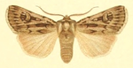 Agrotis fatidica – Männchen