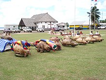 Des cochons et des nattes disposés sur le sol en face du palais royal d'Uvea lors d'un katoaga.