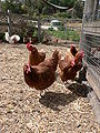 ISA Brown hens