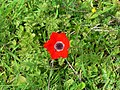 Anemone coronaria