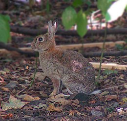 Laukinis triušis (Oryctolagus cuniculus)