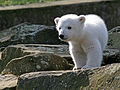 Knut (polar bear)