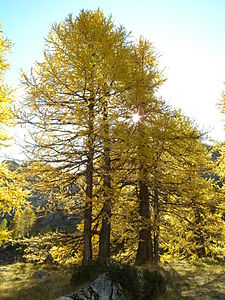 Parc régional du Queyras, Embrun, Hautes-Alpes, France