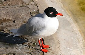 Mouette mélanocéphale.