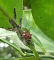 Larva Glossosomatidarum