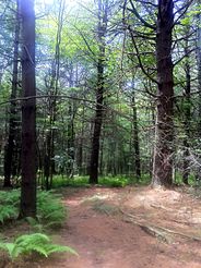 Nehantic Trail off Green Falls Rd in Pachaug State Forest.