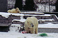 Polar bears at the Toronto Zoo