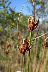 Inflorescence