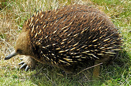 Miernegel in Tasmanië