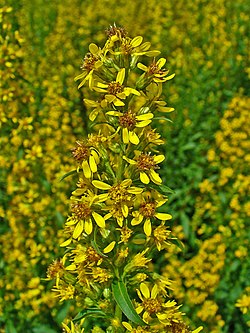 Kultapiisku (Solidago virgaurea)