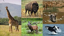 Imagens separadas de uma girafa, bisonte-americano, veado-vermelho, javali, camelo e orca.