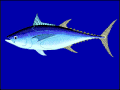 Thunnus tonggol