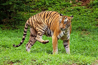 Royal Bengal iger