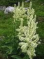 Veratrum album