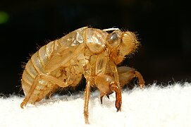 Exúdia de uma larva de uma cigarra da espécie Lyristes plebejus.