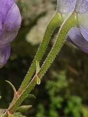 左の白色の四角形部分の拡大。花柄に開出毛が生え、上半分には腺毛が交じる。