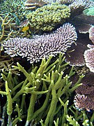 Scleractinia (coral duro). Acropora