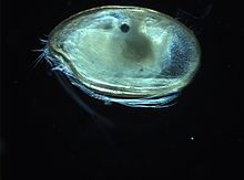 Copepod (unknown species).jpg