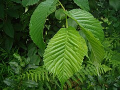 Feuilles.