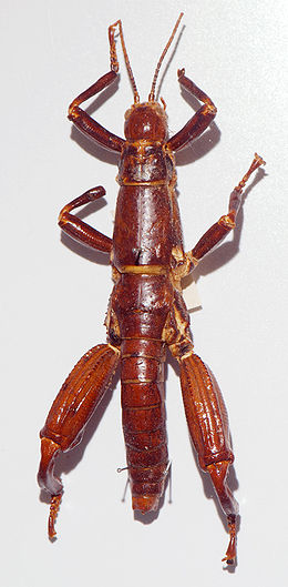 Lord Howe-szigeti botsáska (Dryococelus australis)